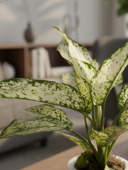 Аглаонема Jadeite д.11 горшок с автополивом