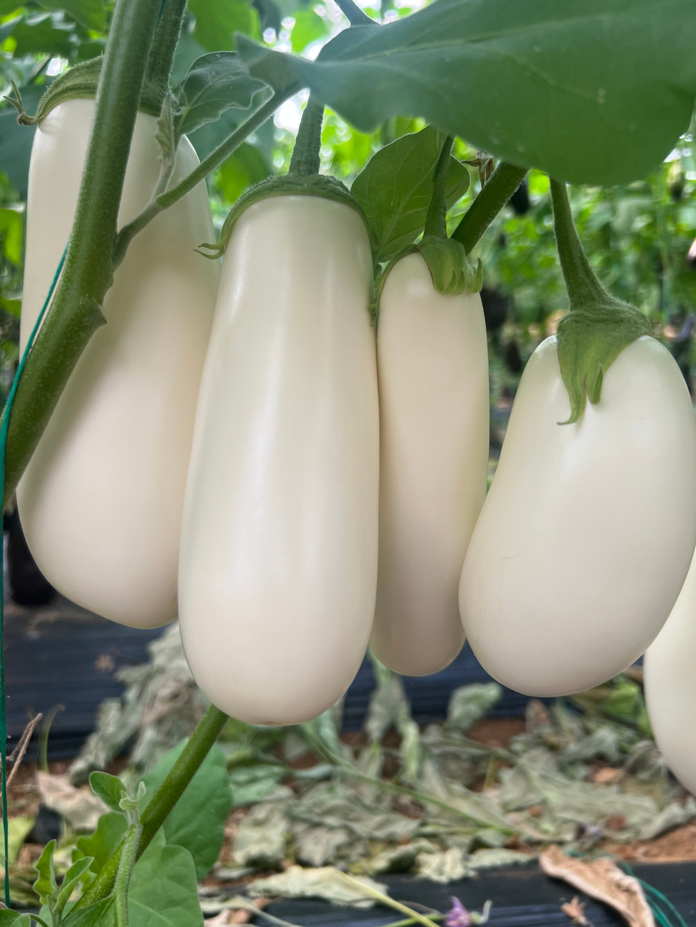 Розан F1 баклажан белый 14шт