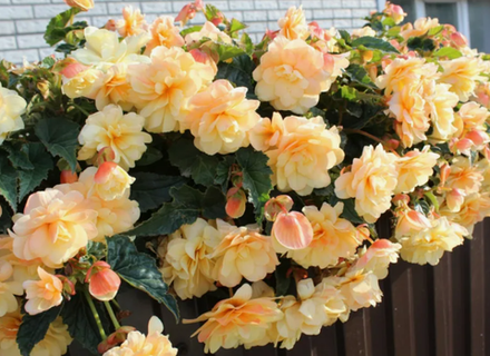 Бегония Begonia Chardonnay ЕВРО укорененный черенок ЯНВАРЬ 26