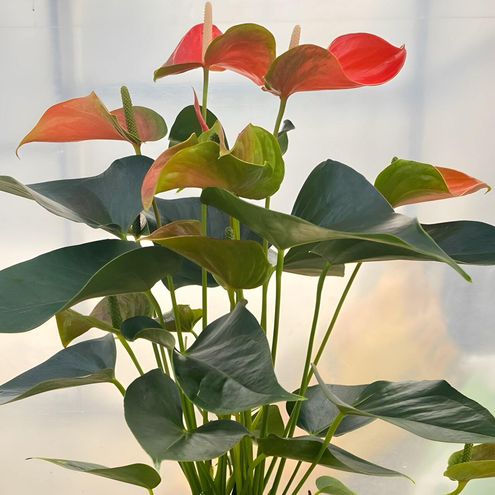 Антуриум Андрэ MATIZ