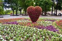 Топиарная фигура Сердце