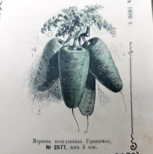 Гэрандская Древняя Крупная Полудлинная РАННЯЯ Морковь - Early Guerande Carrot