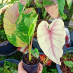 Колоказия FIRST PINK