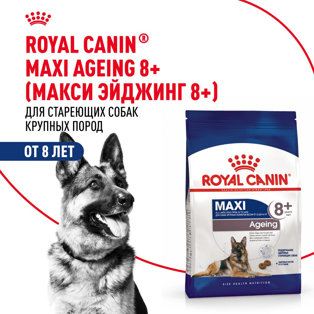 Сухой корм Royal Canin Maxi Ageing 8+ для стареющих собак крупных размеров от 8 лет и старше Сухой корм Royal Canin Maxi Ageing 8+ для стареющих собак крупных размеров от 8 лет и старше