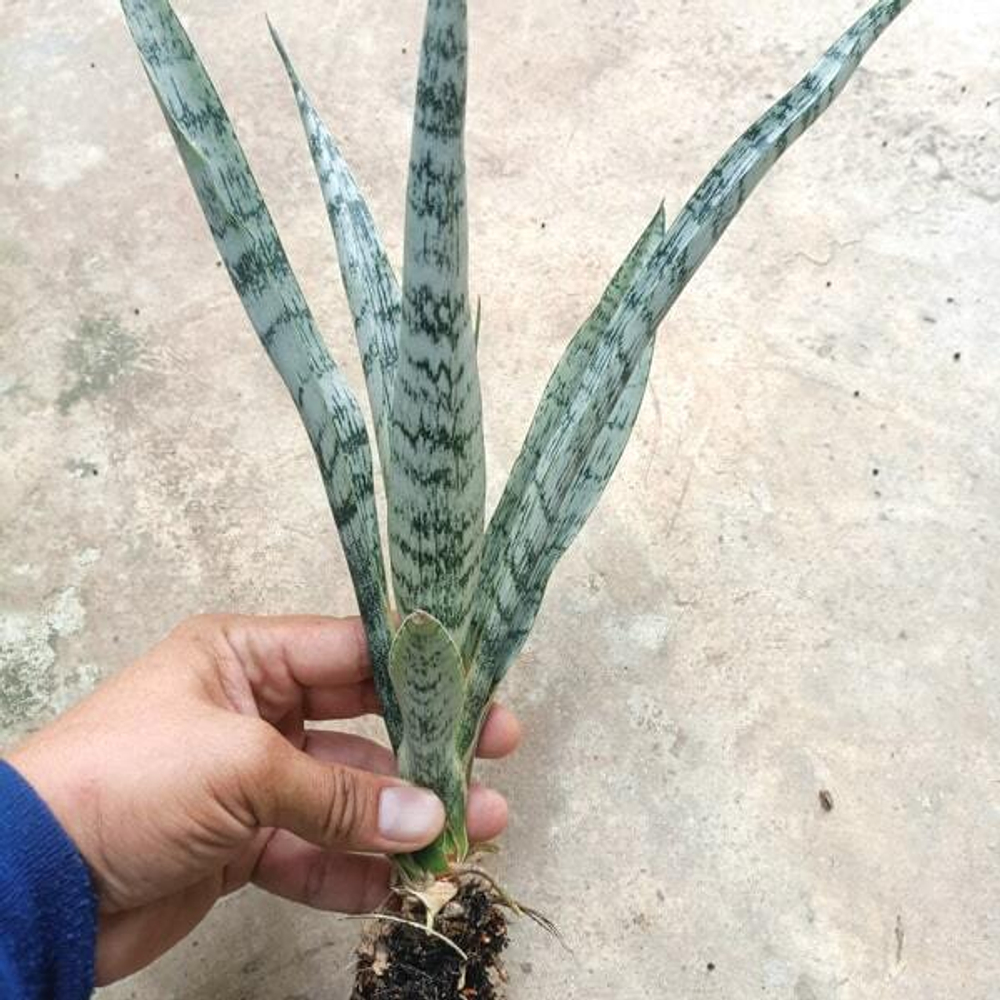 Сансевиерия EVEREST