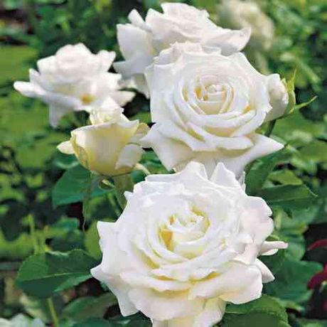 Папе жан Поль (Pape Jean Paul)