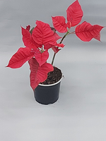 Пуантесия 12/35