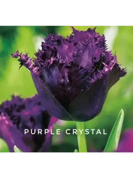 Тюльпаны бахромчатые ,луковицы сорт Purple Crystal (4 штуки)