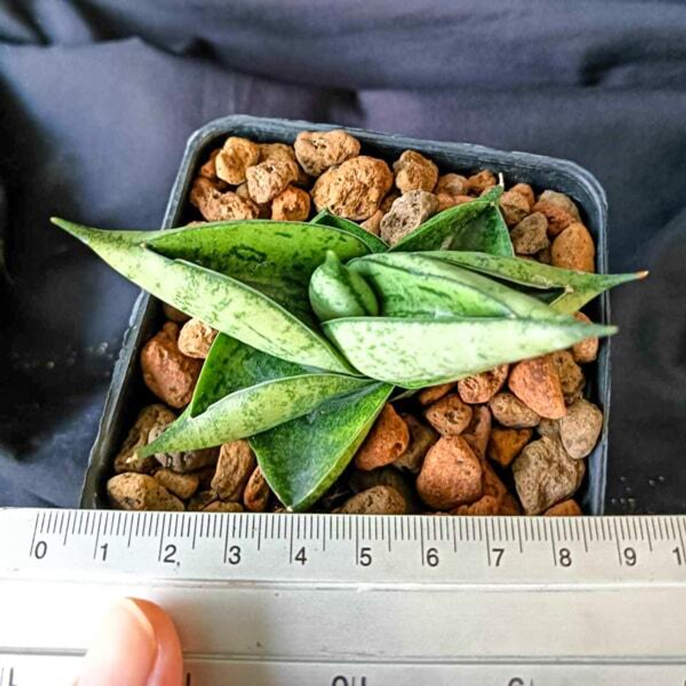 Сансевиерия PUMPUI