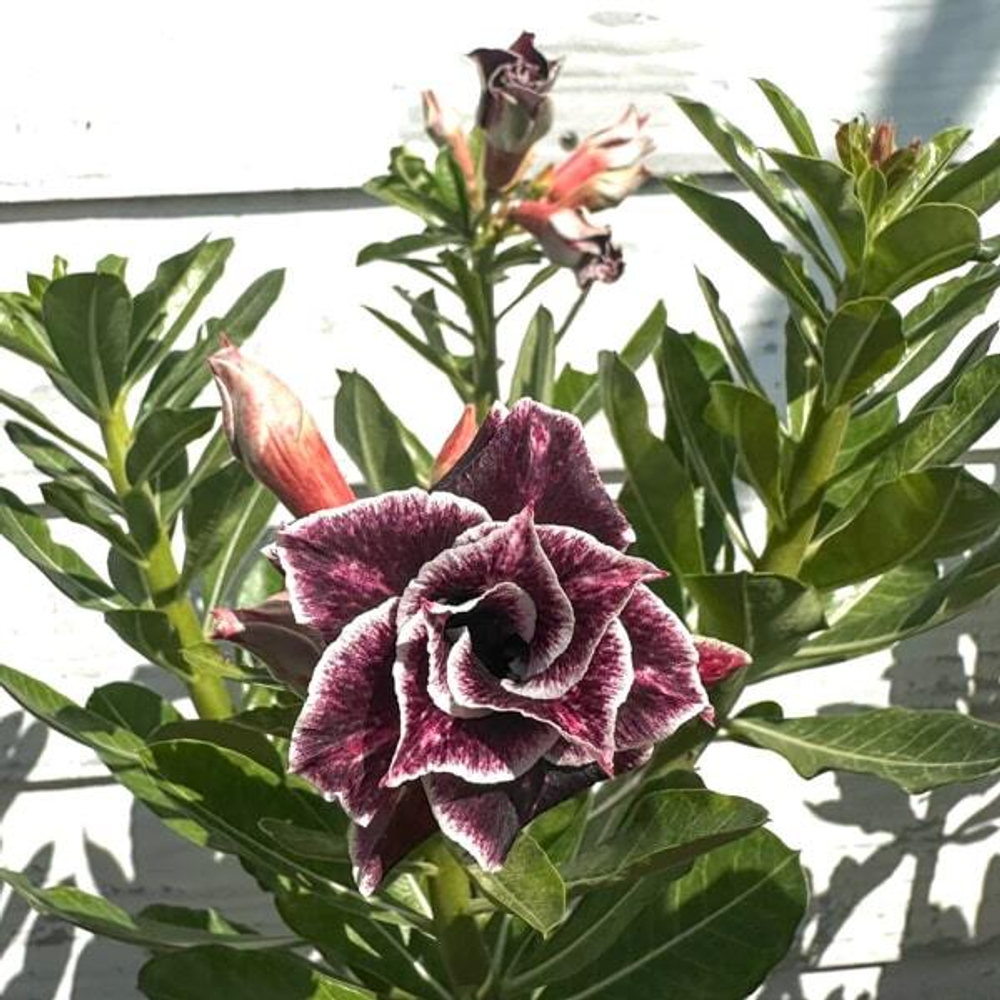 Адениум обесум WIN