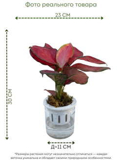 White Aesthetic Indoor Plant Sale Instagram Story