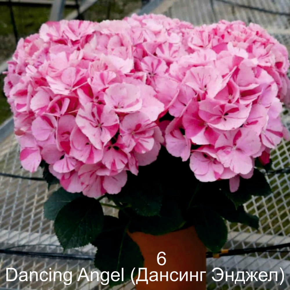 DANCING ANGELS/ ДЭНСИГ ЭНДЖЕЛС (Стандарт поставки Р9)2025г.