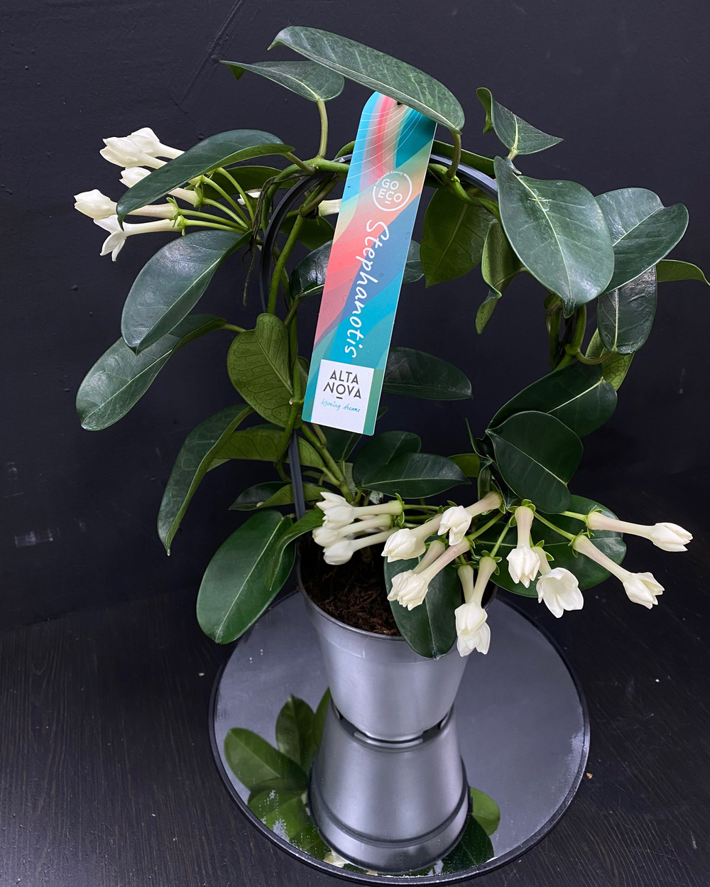 Стефанотис (Stephanotis)