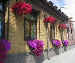 Цветочница Подвесная лоза