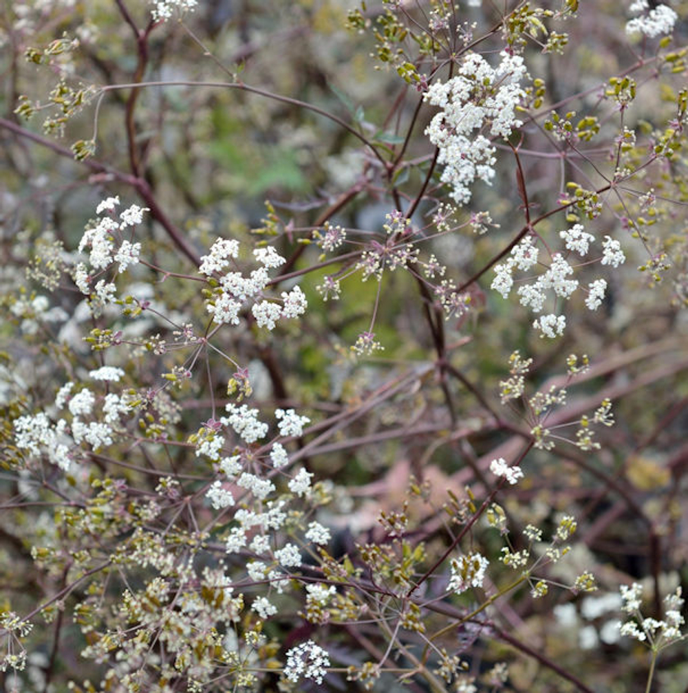 Купырь лесной "Ravenswing". Anthriscus sylvestris "Ravenswing".