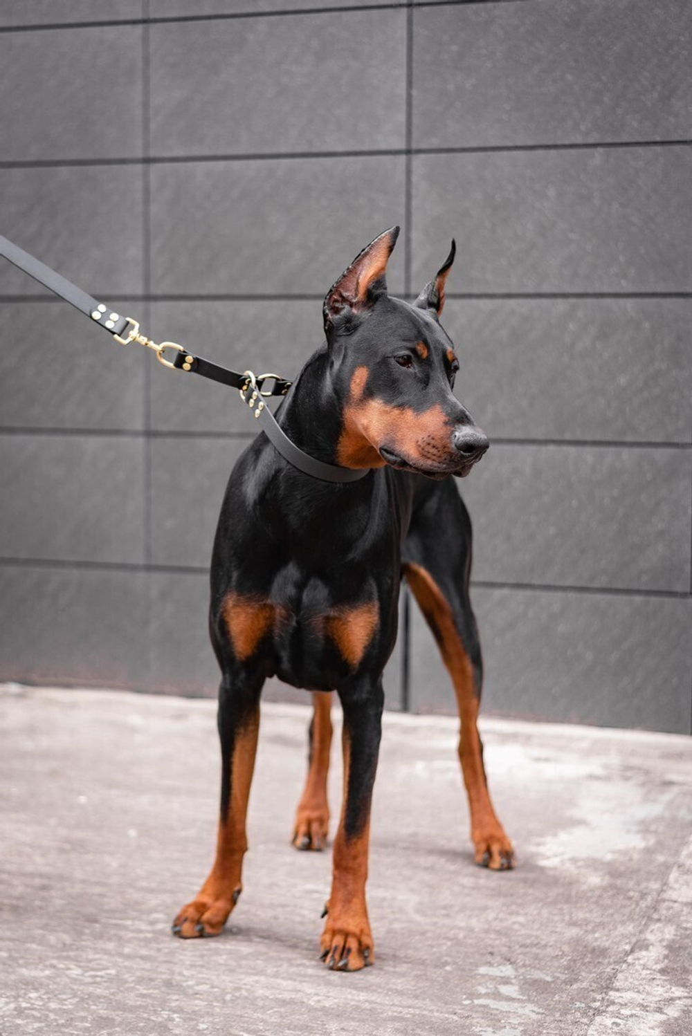 Ошейник-полуудавка "Пони-маскарпони"