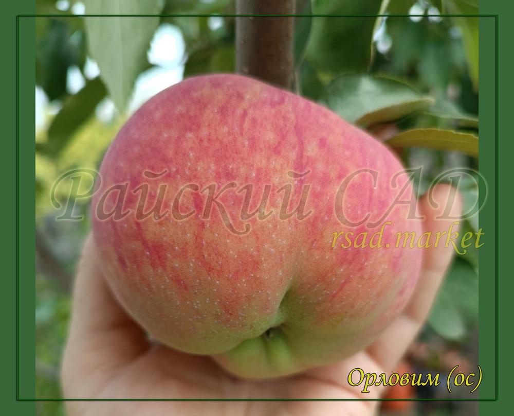 Яблоня Орловим