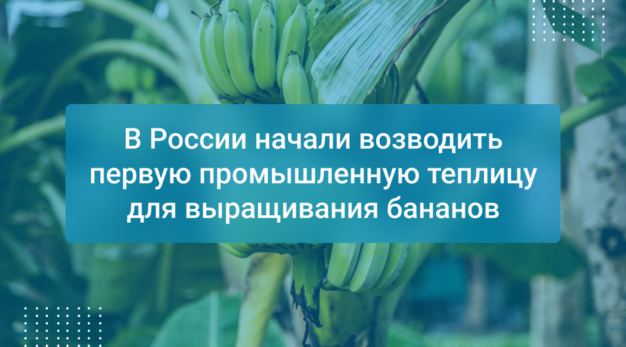 В России начали возводить первую промышленную теплицу для выращивания бананов