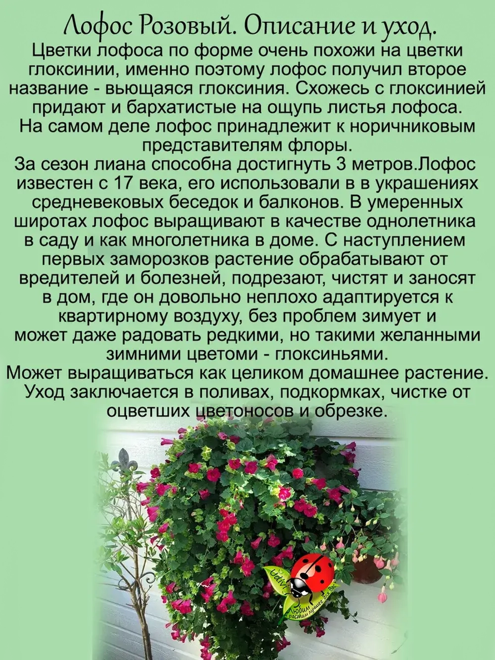 Лофос Розовый ампельная глоксиния