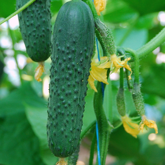 СЕДРИК F1 семена огурца Enza Zaden купить – фото 2