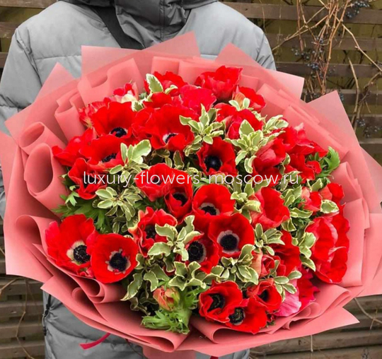 51 красный анемон с зеленью