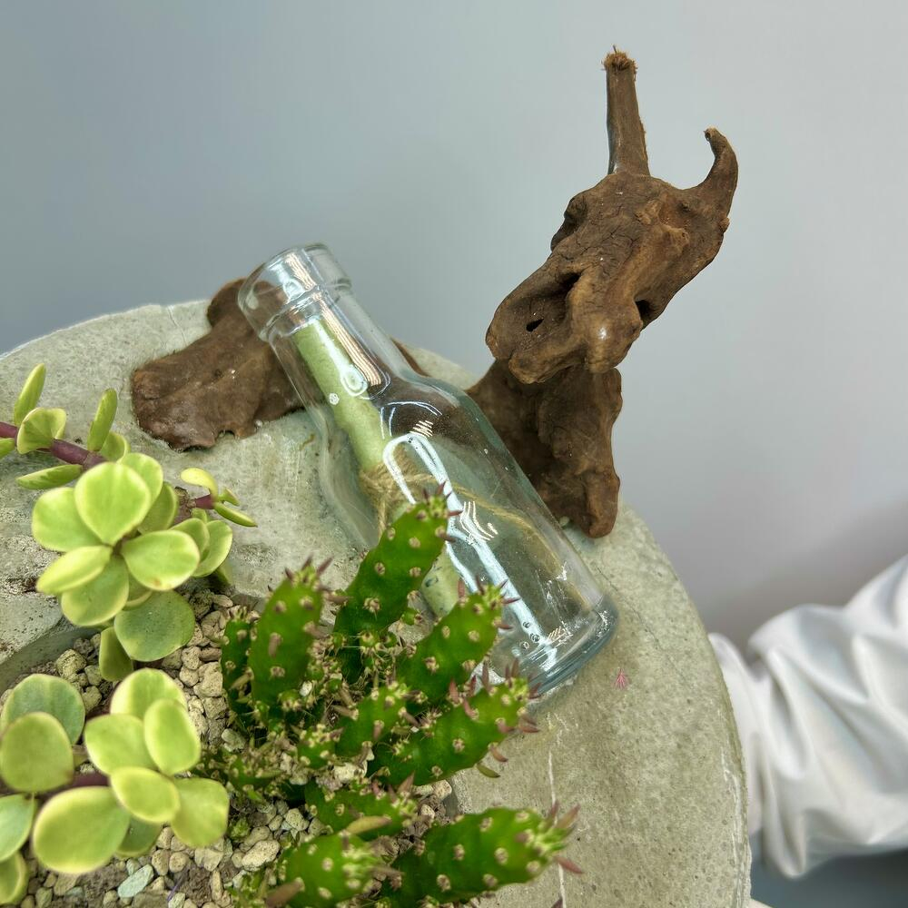 «Забытое послание» композиция из суккулентов в бетоне