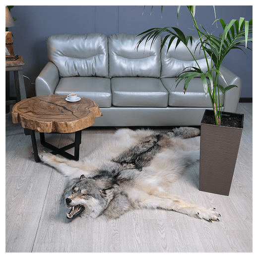 Шкура волка «Таймырский хищник»