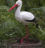 Аист большой в гнезде