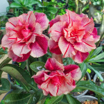 Адениум обесум 321 X92