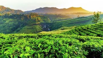 С плантаций к вашему столу!