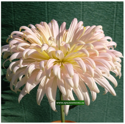 Крупноцветковая хризантема Rebеcca Read. ☘ ан 45   (временно нет в наличии)