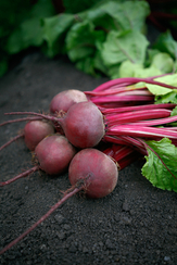 АЗУМА F1 семена свеклы (Sakata | Саката)