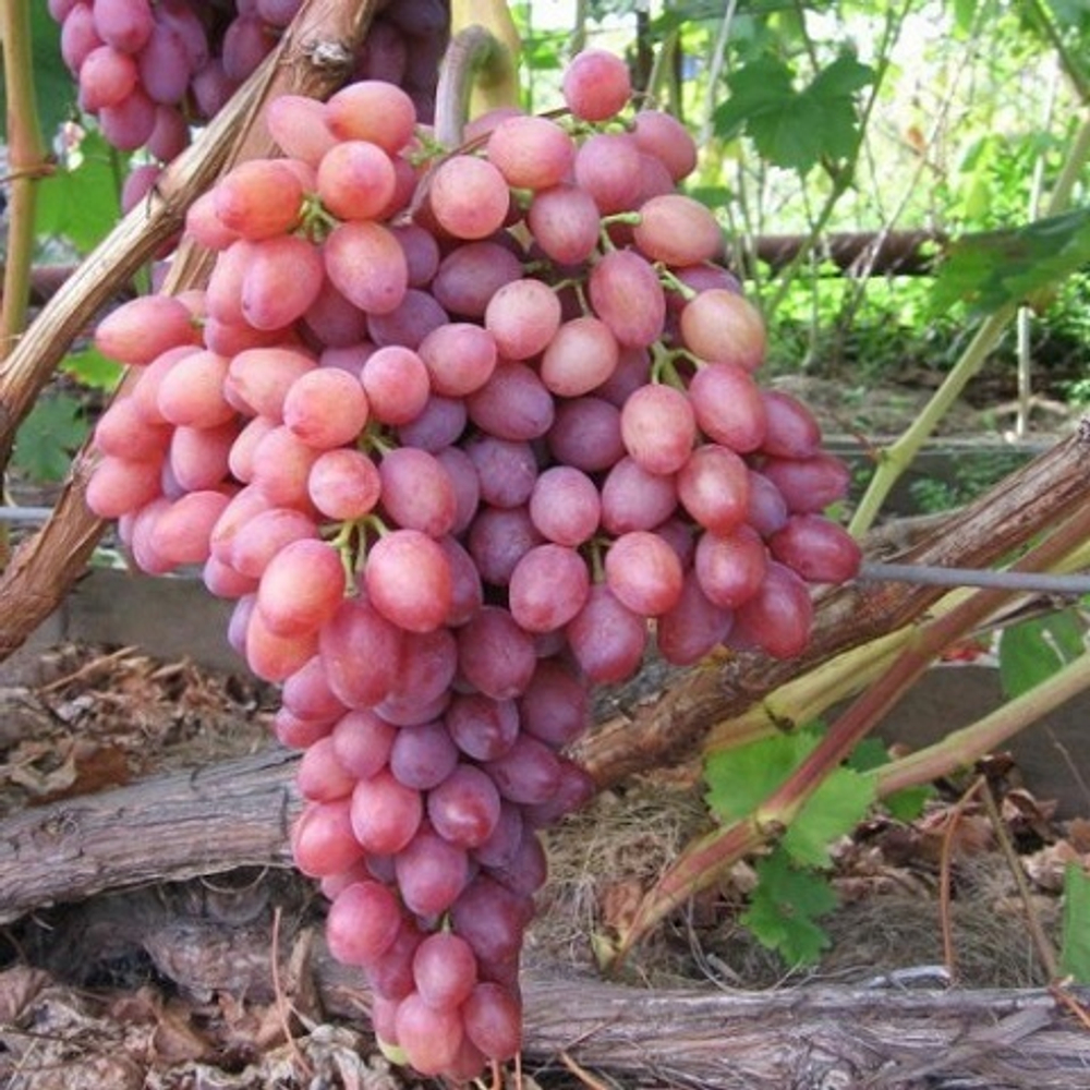 Виноград столовый Виктор