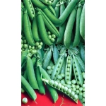 Семена Горох Сахарный Деликатес - смесь сладких сортов (УД) 8гр Е/П