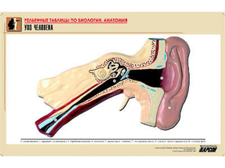 Рельефная таблица &#34;Ухо человека&#34; (формат А1, матовое ламинир.)