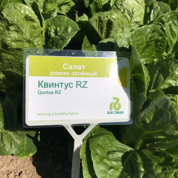 Квинтус семена салата ромэн (Rijk Zwaan /ALEXAGRO) культура – фото 11