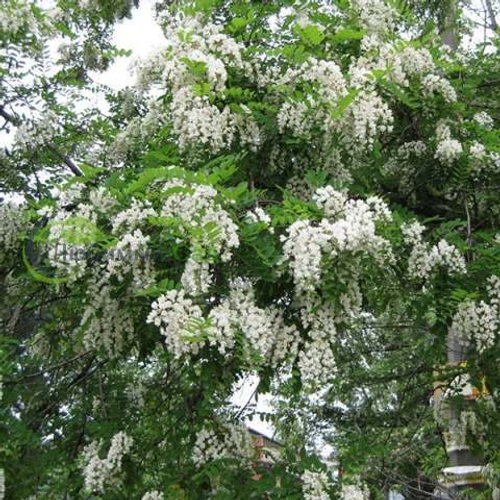 Акация белая (робиния ложноакациевая)