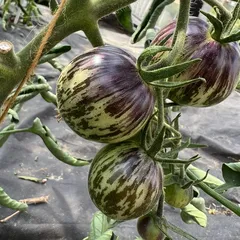 Помидоры Полосатые фермерские БИО / 500 гр