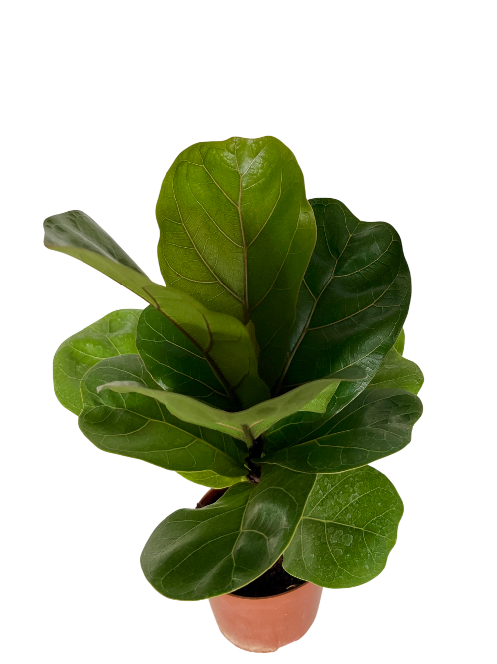 Фикус Lyrata д.9