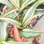 Сансевиерия SILVER ROSE s.M