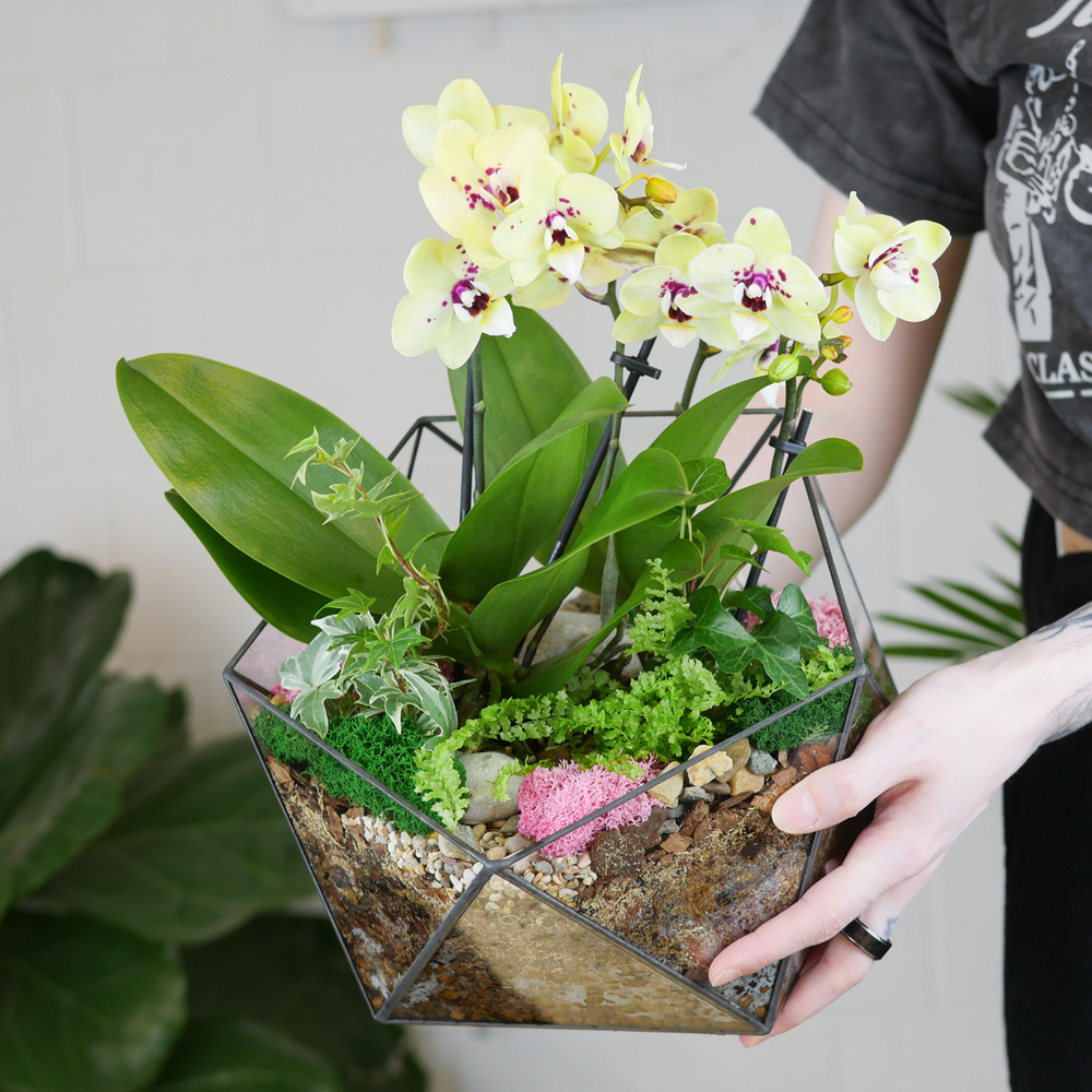 Готовый флорариум с орхидеей Лайм Икос L