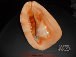 Кассис Корнута 170-295 мм