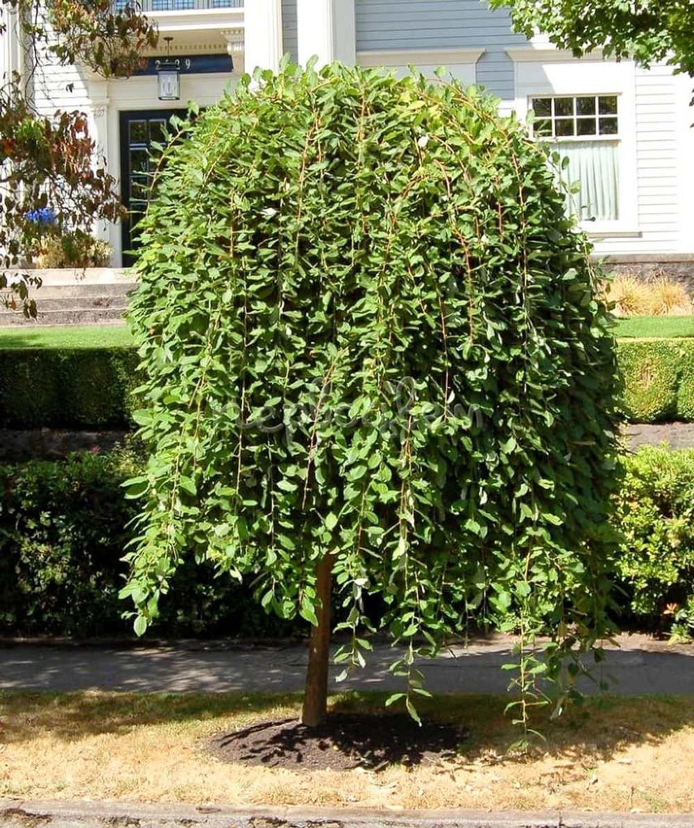 Ива (Salix) caprea Kilmarnock3