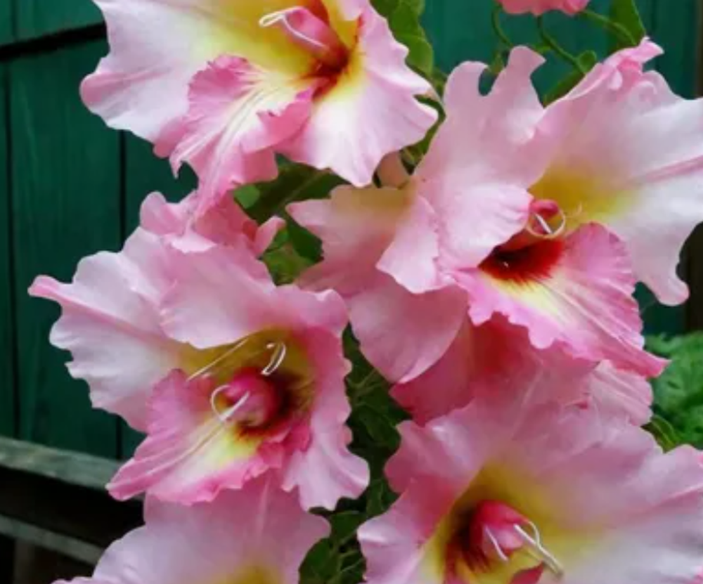 Гладиолус крупноцветковый Замора луковица март 2026