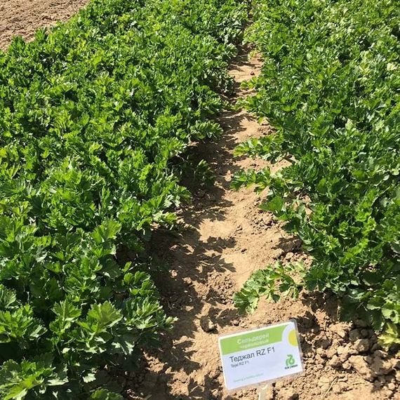 ТЕДЖАЛ F1 семена сельдерея (Rijk Zwaan | Alexagro)