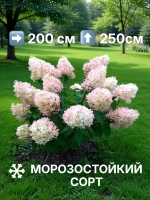 Фантом гортензия метельчатая