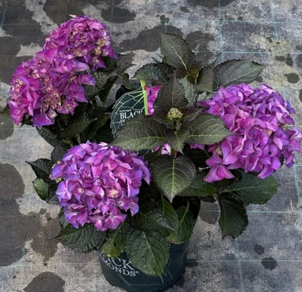 Black Diamonds Red Angels Purple/Блэк Даймондс Ред Ангел  Парпл(Стандарт поставки Р9)2025г.