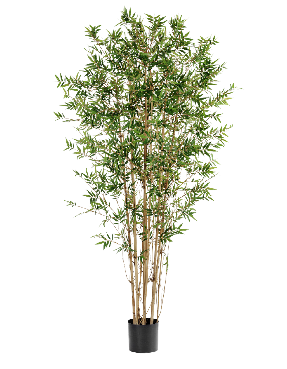 Бамбук Японский ориенталь