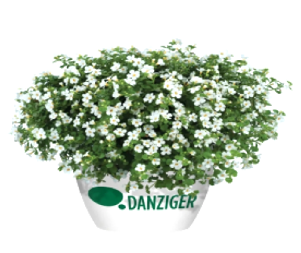 ЕВРО Бакопа (Scopia) Compact White укорененный ЕВРО черенок НАЧАЛО ЯНВАРЯ поставка 5