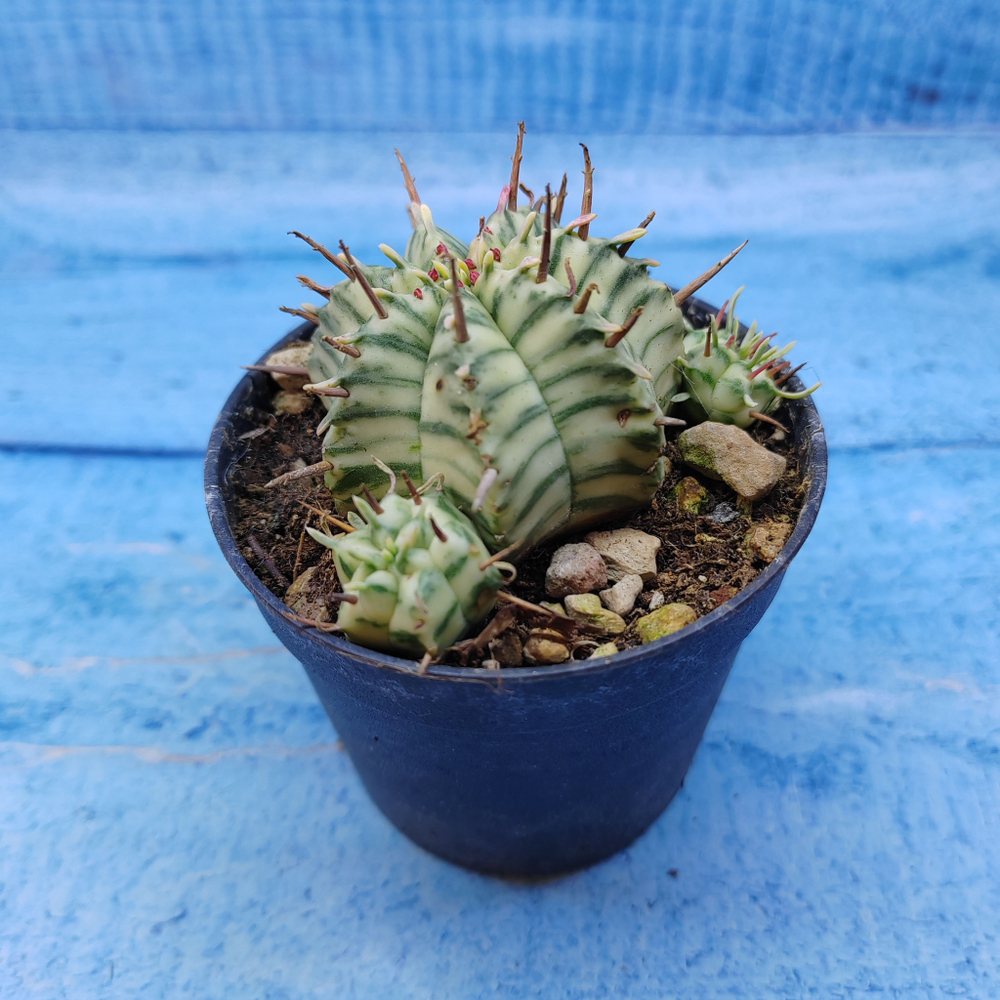 Euphorbia meloformis f. Variegated (Эуфорбия вариегатная)